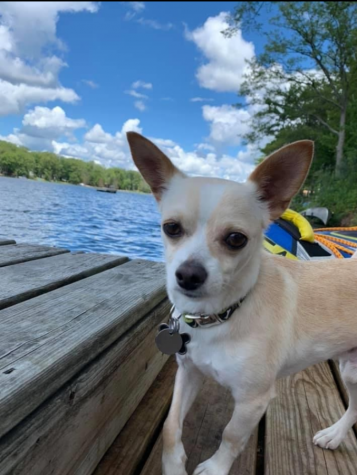 Junior Dani Lubienski’s Chihuahua Jonas is a rescue dog, saved from a shelter in June 2020. “Jonas is asleep 20 hours a day, but very energetic the other 4,” Lubienski said.