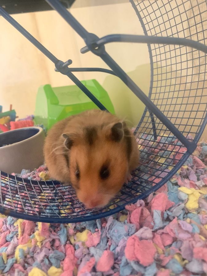 The pieces fell in place for junior Dani Lubienski to get a new pet in April 2020 while in quarantine. That led her to bringing home Alexander Hamsterton, a teddy bear hamster. “I needed something positive in the beginning of quarantine and Lous Pet Shop had a new litter of hamsters,” Lubienski said. 

