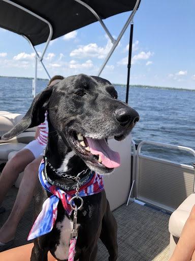 Daisy is a nine year old German Short Haired Pointer,  who is sweet, but crazy. “She really likes suckers and can eat them like a human, unwrapping the wrapper and licking it in between her paws,” intern Annabelle Julien said. 