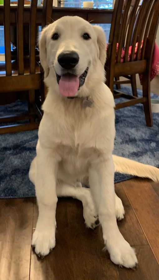 Staff reporter Brandon Miller got his dog Oliver, or Ollie,  in April 2020 during quarantine. Ollie is a rambunctious Golden Retriever.  “[Ollie] thinks he is the size of a puppy when he is actually huge,” Miller said.
